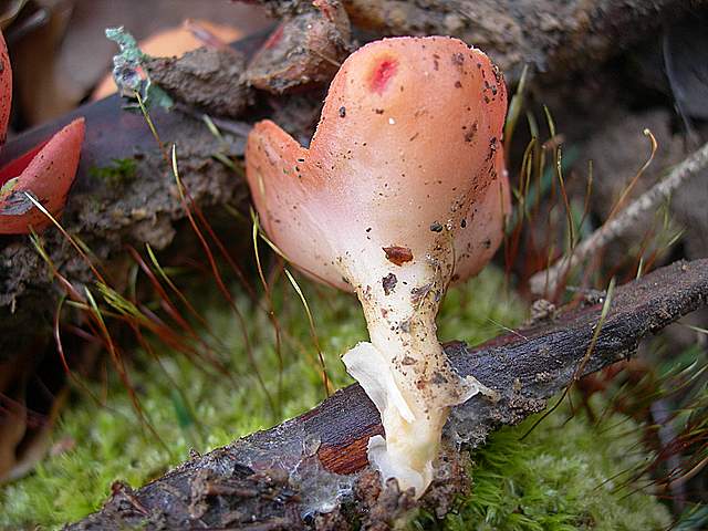 Il Risveglio dei Funghi